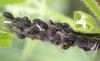 Aphis fabae